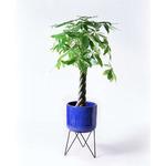 パキラさま専用 pachira-129 観葉植物 パキラ 8号 股仕立て ラッシュバスケット