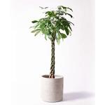 パキラさま専用 7189ZoigpUL._AC_UF350,