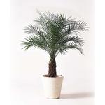 phoenix-roebelenii-18 観葉植物 フェニックスロベレニー 8号 ビアス