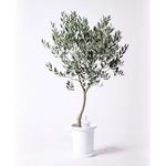 olive-144 観葉植物 オリーブの木 8号 創樹 プラスチック鉢 1鉢