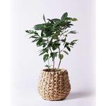 coffee-tree-8 観葉植物 コーヒーの木 8号 ラッシュバスケット Natural