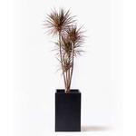 concinna-75 観葉植物 ドラセナ コンシンネ レインボー 10号