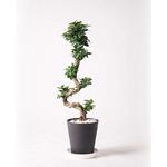 chinese-banyan-63 観葉植物 ガジュマル 8号 曲り プラスチック