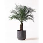 フェニックスロベレニー（200） phoenix-roebelenii-47 観葉植物 フェニックスロベレニー 8号