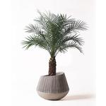 phoenix-roebelenii-50 観葉植物 フェニックスロベレニー 8号