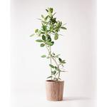 観葉植物　フィカス　ベンガレンシス　 プランター付き　140cm ficus-benghalensis-235 観葉植物 フィカス ベンガレンシス 10号 曲り