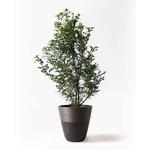 その他観葉植物 jasmine 楽天市場】ジャスミン 苗 プリムローズ 9cmポット ウンナン