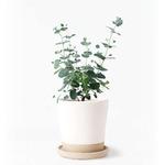 eucalyptus-gunnii-204 観葉植物 ユーカリ 3号 グニー マット グレーズ