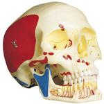 頭蓋・下顎開放型3分解モデル 京都科学 骨格・人体モデル 【通販