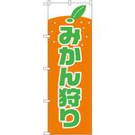 2236 のぼり みかん狩り P・O・Pプロダクツ