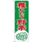 2247 のぼり 穫れたて野菜 P・O・Pプロダクツ