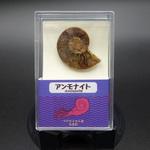 ZEO-1000-40 アンモナイト半切(スチロールケース) ナリカ