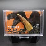 ZEO-1000-43 スピノサウルスの歯(スチロールケース) ナリカ