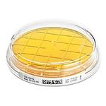 1.46231.0020 TSA Contact w.LTHTh ICR 20 Q# 0805033 146231 20PACK Merck(メルクミリポア)