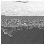 PBHK02510 B100K 25MM HIGH FLUX 10PK 10PK Merck(メルクミリポア)