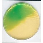 1.10404.0500 改変レシチン寒天基礎培地 微生物学用 110404 500G Merck(メルクミリポア)
