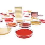 1.46075.0120 R2A Agar 30mL 120 146075 120pcs Merck(メルクミリポア)