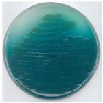 1.10988.0500 シュードモナス寒天 P 基礎培地 微生物学用 110988 500G Merck(メルクミリポア)