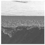 PBHK04310 B100K 44.5MM HIGH FLUX 10PK 10PK Merck(メルクミリポア)