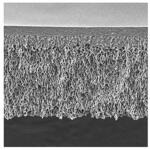 PLAC06210 UF Discs PLAC Ultracel RC 1kDa 63.5mm 10/Pk 10PK Merck(メルクミリポア)