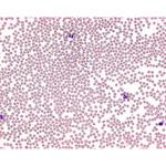 1.09278.0025 ライトエオシンメチレンブルー 粉末 顕微鏡用 109278 25G Merck(メルクミリポア)