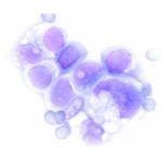 1.11957.2500 ヘマカラー (R) 溶液3 青色液 Hemacolor (R) 111957 2.5L Merck(メルクミリポア)