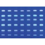 1.13725.0001 HPTLCガラスプレート RP-8 F254s 25 枚， 10×10cm 113725 1ST Merck(メルクミリポア)