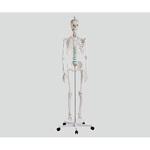 骨格モデル 178cm アズワン