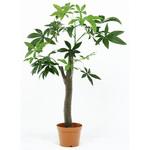 観葉植物 パキラ 不二貿易