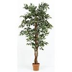 観葉植物 フィカス 1124 不二貿易