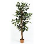 観葉植物 フィカス 690 不二貿易