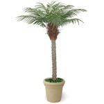 人工植物 フェニックス タカショー