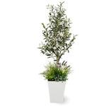GD-240 人工植物 オリーブ   寄植付 1.2m タカショー