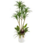GD-246 人工植物 ドラセナ コンシンネ  寄植付 1.6m タカショー