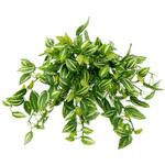 人工植物 トラディスカンチア タカショー