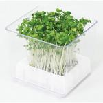 スプラウト栽培キット カイワレダイコン(夏工) アーテック(学校教材・教育玩具)