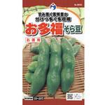 38341 【タネ】お多福そら豆(LL) 1枚(90mL) ウタネ 【通販