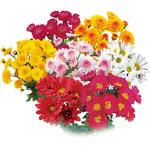 【苗】お正月咲きカラフル小菊 豊幸園