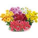 【苗】1月咲はつ春小菊 豊幸園