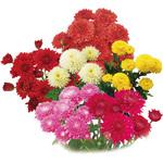 【苗】寒咲きポンポン菊 豊幸園