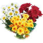 【苗】寒咲き変わり菊 豊幸園