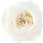 プリザーブド プリマヴェーラ ビッグベベ Primavera(プリマヴェーラ)