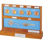 メダカの発生順序模型 DHJ-A ナリカ