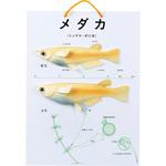 メダカの雌雄模型 MMD-A ナリカ
