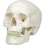 M60-4603 頭蓋骨模型 A20N ナリカ 1個 M60-4603 - 【通販モノタロウ】