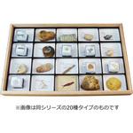 動物化石標本 ナリカ