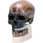 M60-4606 古代人頭蓋骨模型(クロマニヨン人) ナリカ