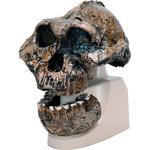 M60-4609 古代人頭蓋骨模型(ボイセイ猿人) ナリカ