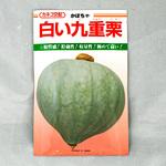 白い九重栗 (カボチャ) カネコ種苗