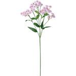 ゆめなでしこ 東京堂